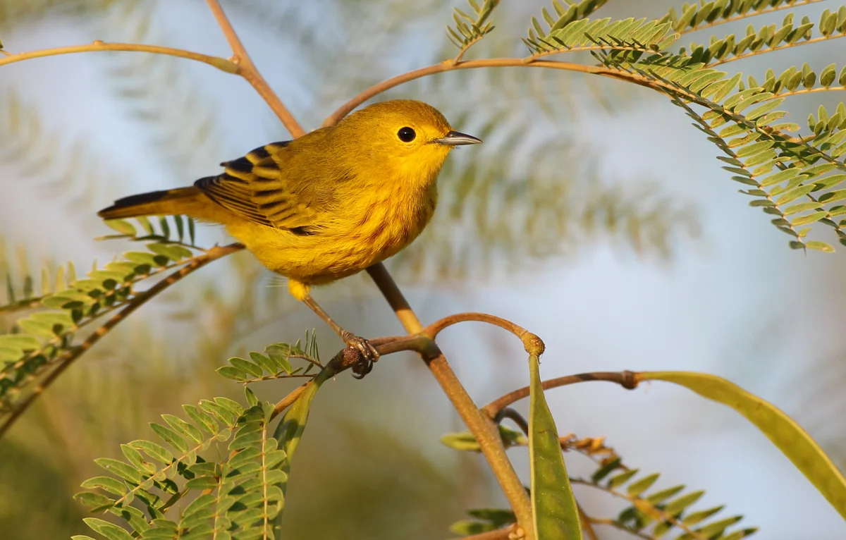 yellow warbler
