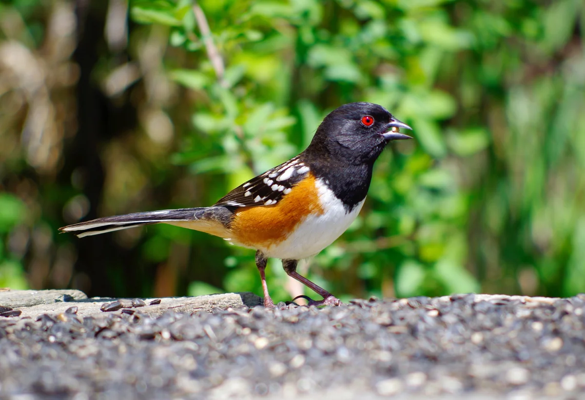 spotted towhee