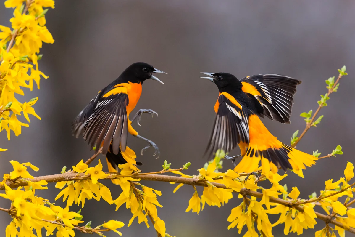 two Baltimore oriole birds