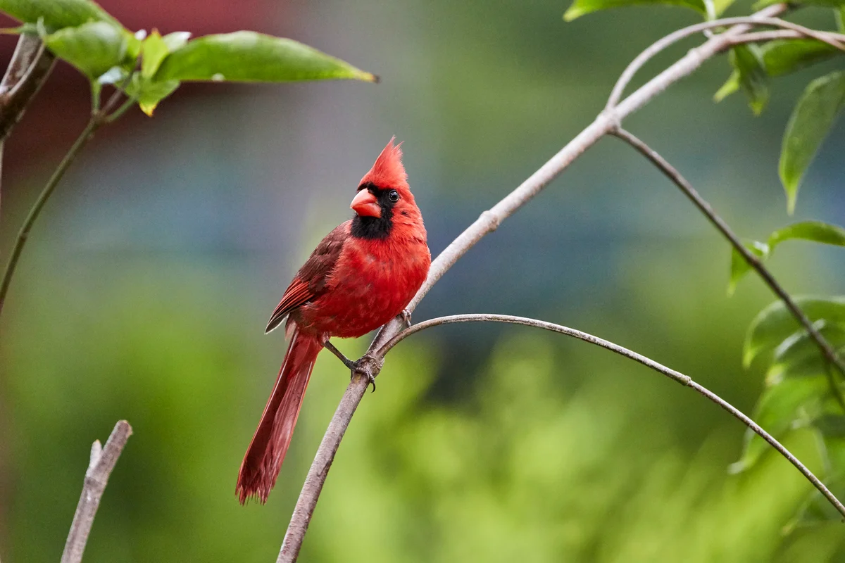 Northern cardinal