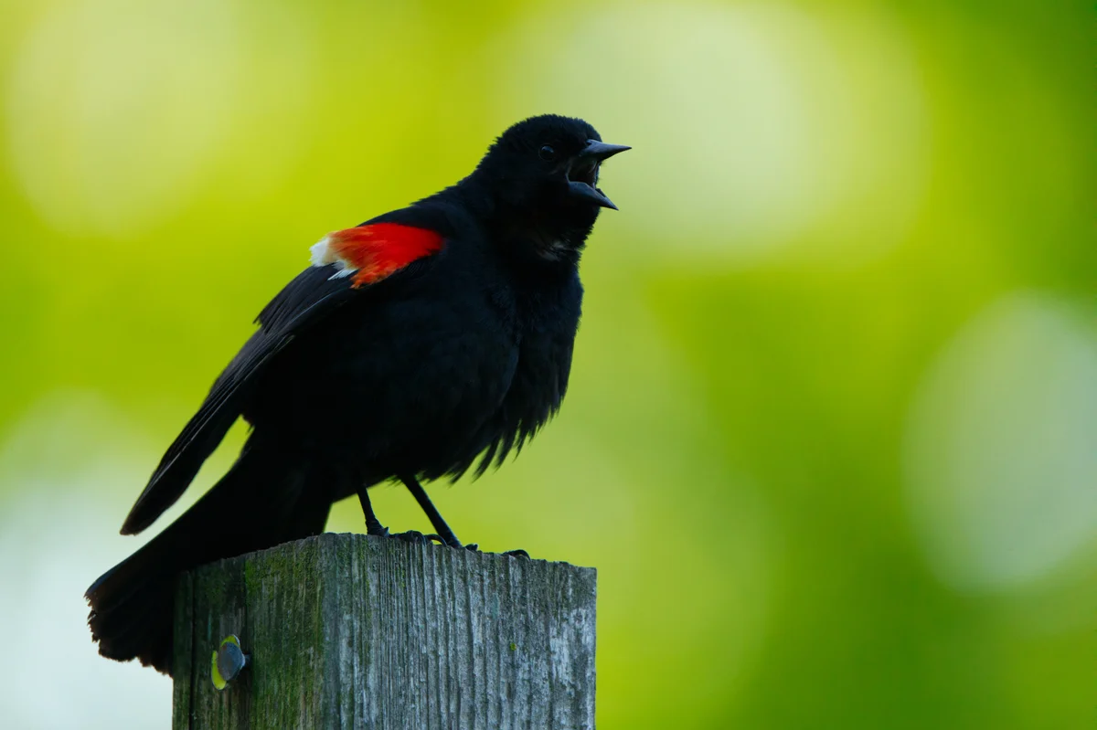 red-winged blackbird