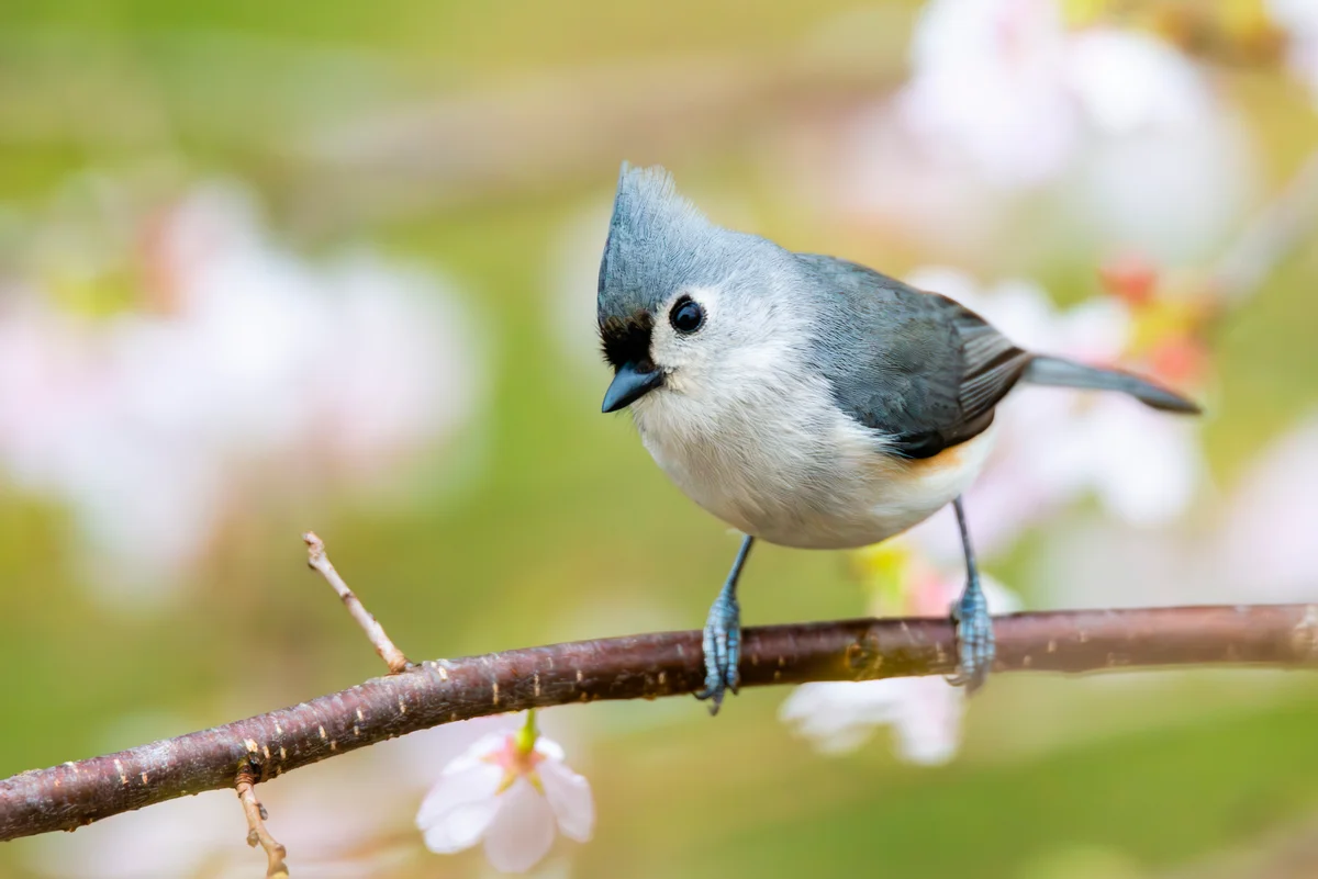 tufted titmouse