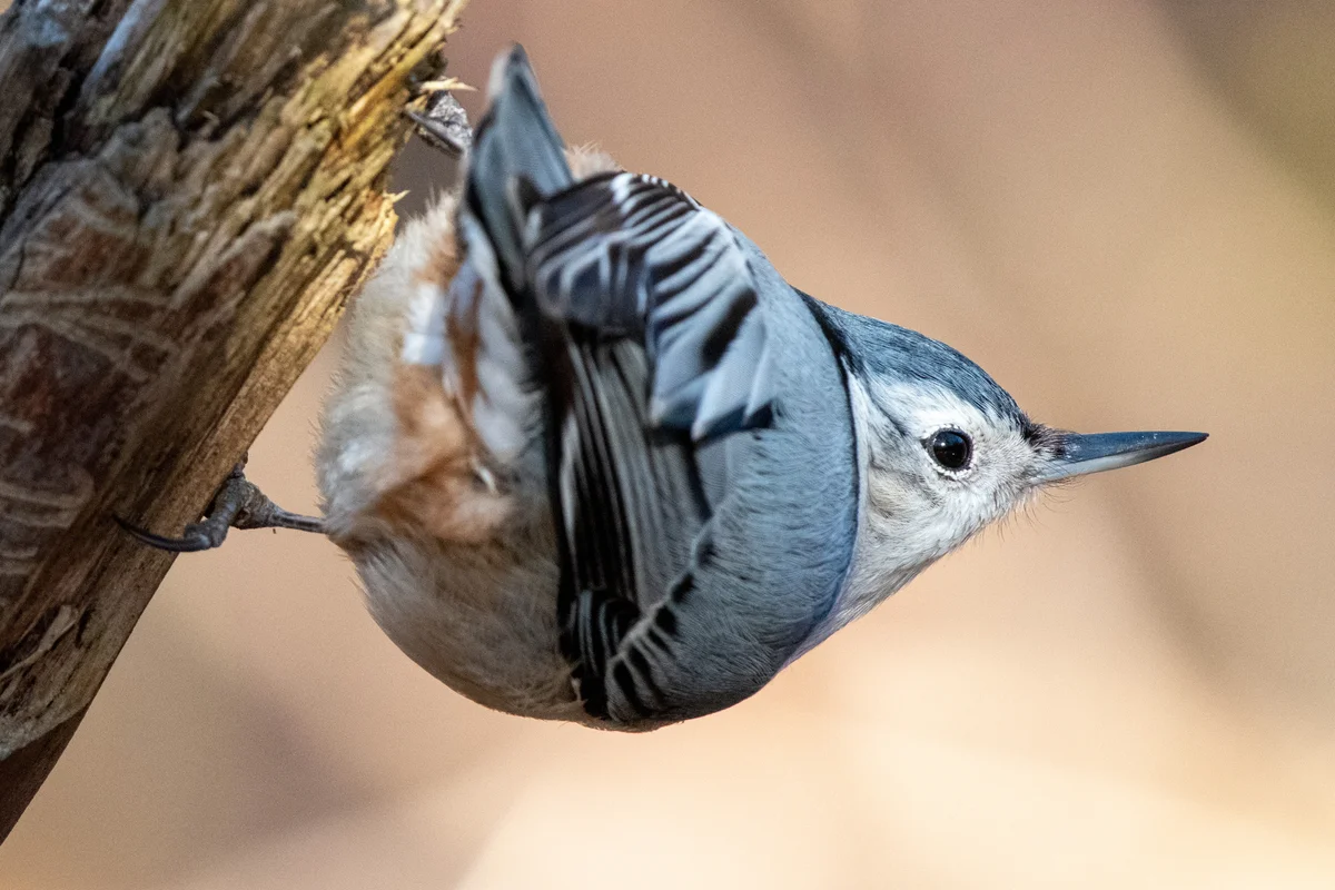 white-breasted nuthatch