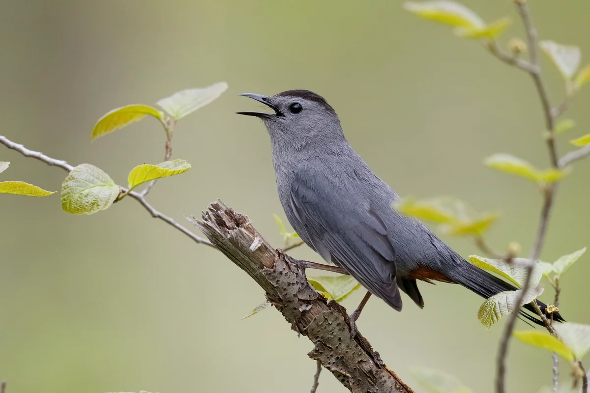 gray catbird