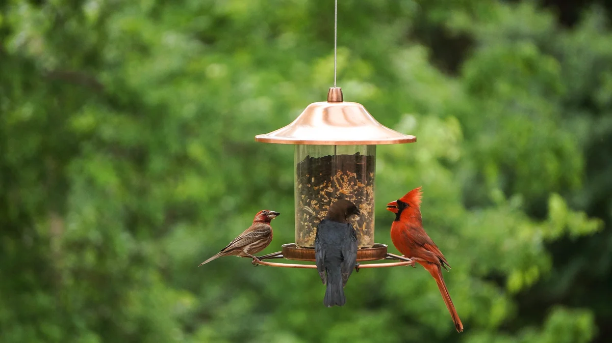 birds at backyard feeder