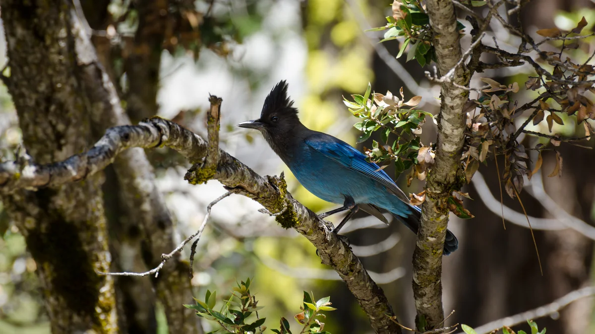 Steller's Jay
