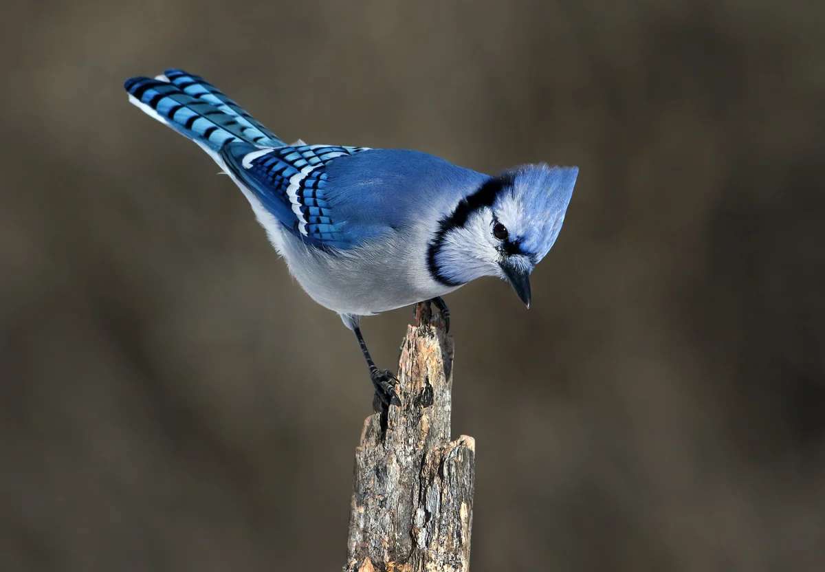 blue jay