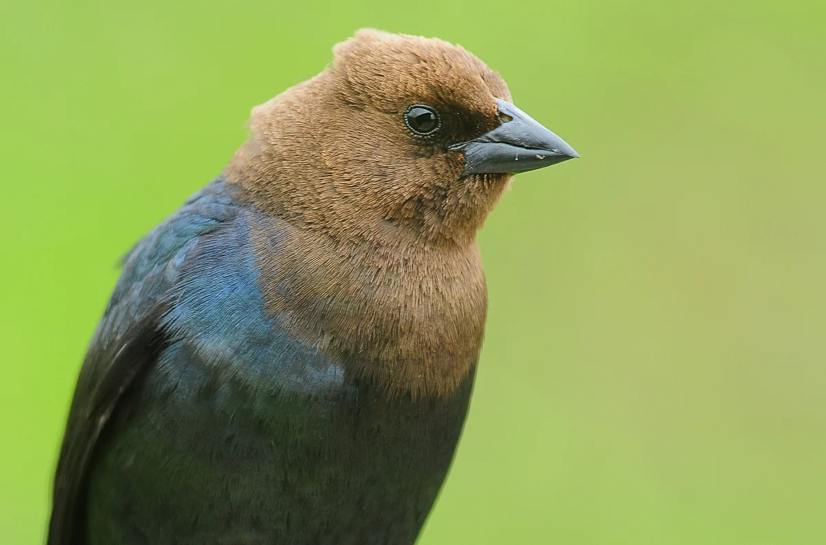 brown-headed cowbird