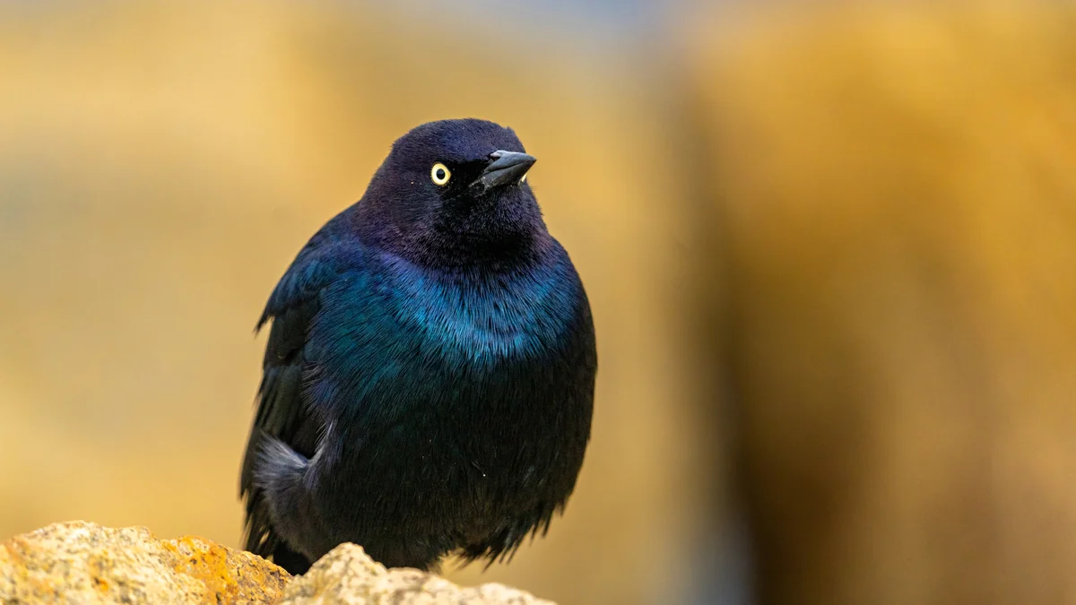 grackle