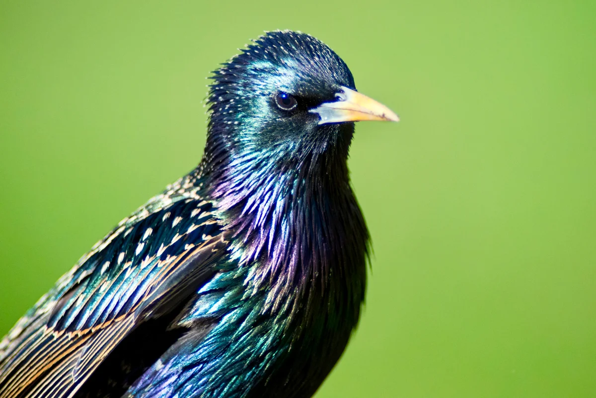 European starling