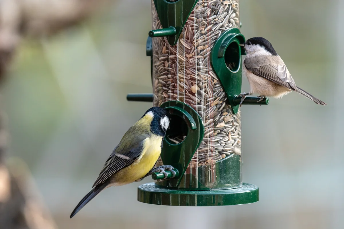 birds at the feeder