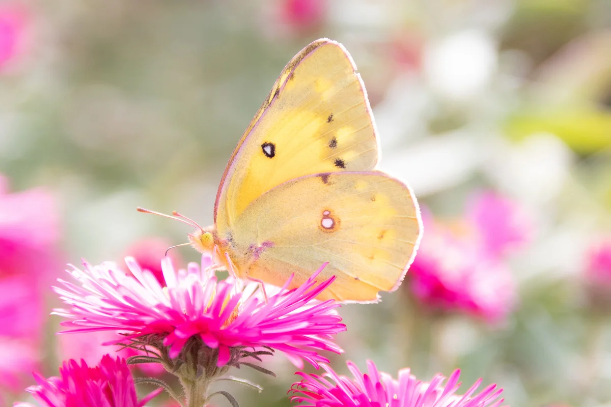 sulphur butterfly