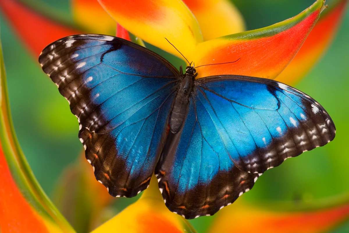 Blue Morpho butterfly