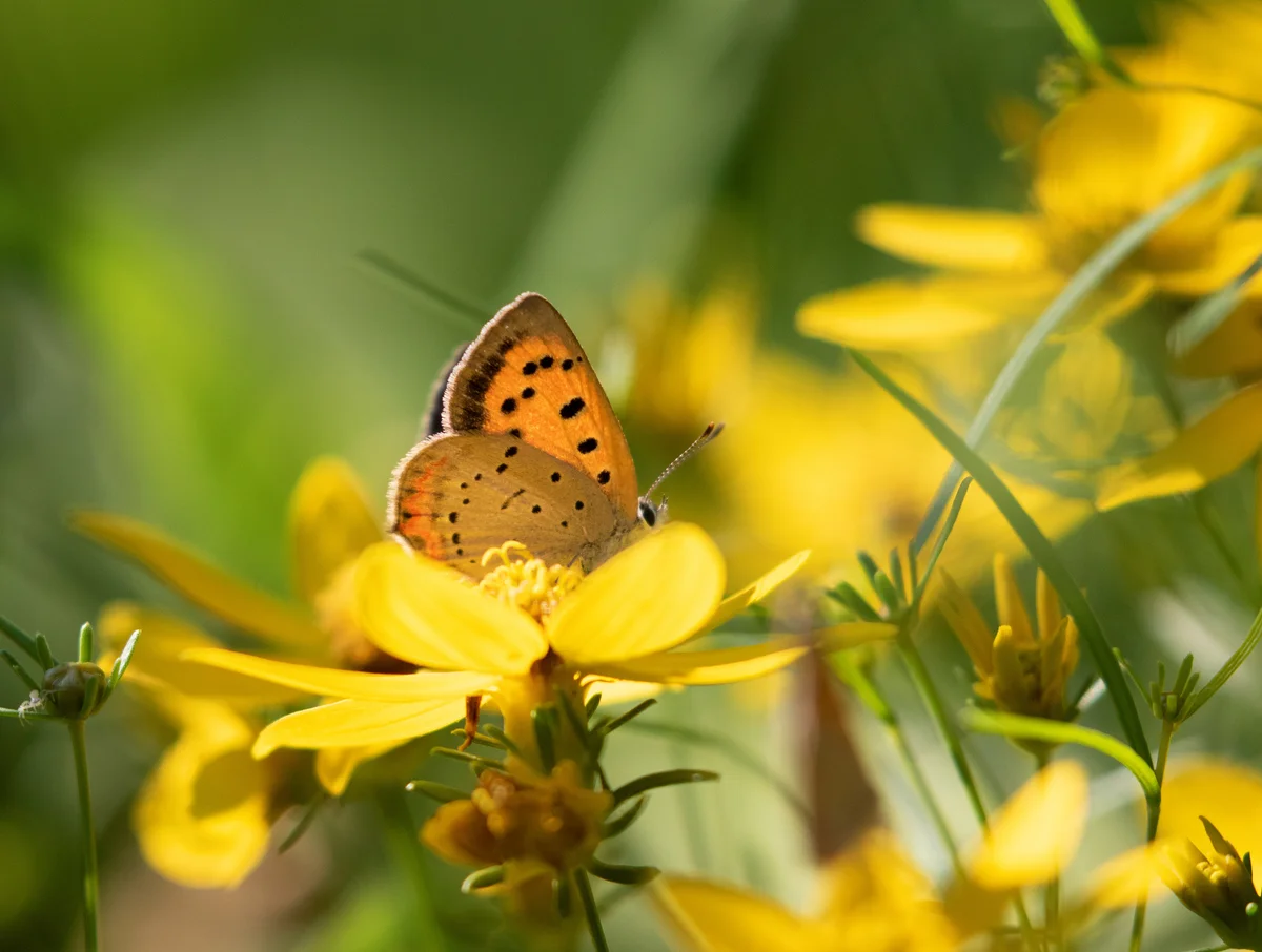 American copper butterfly