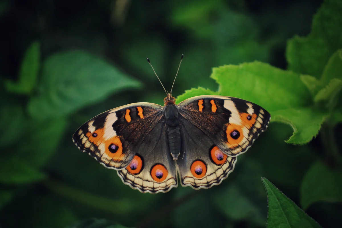 common buckeye butterfly