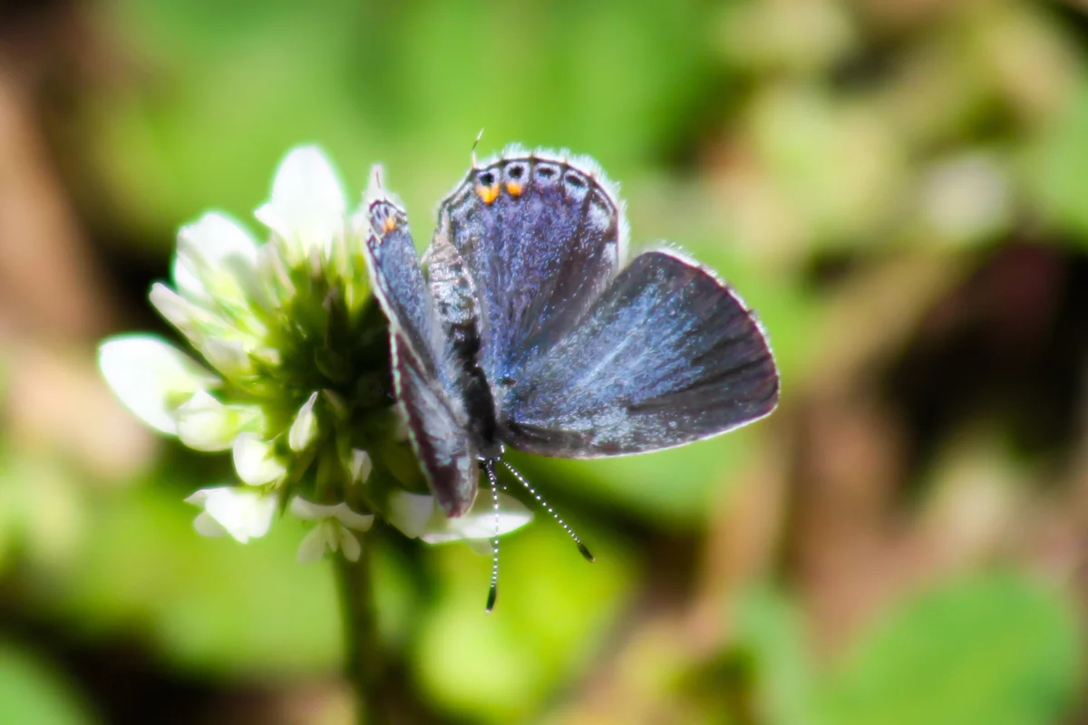 Eastern-tailed blue butterfly