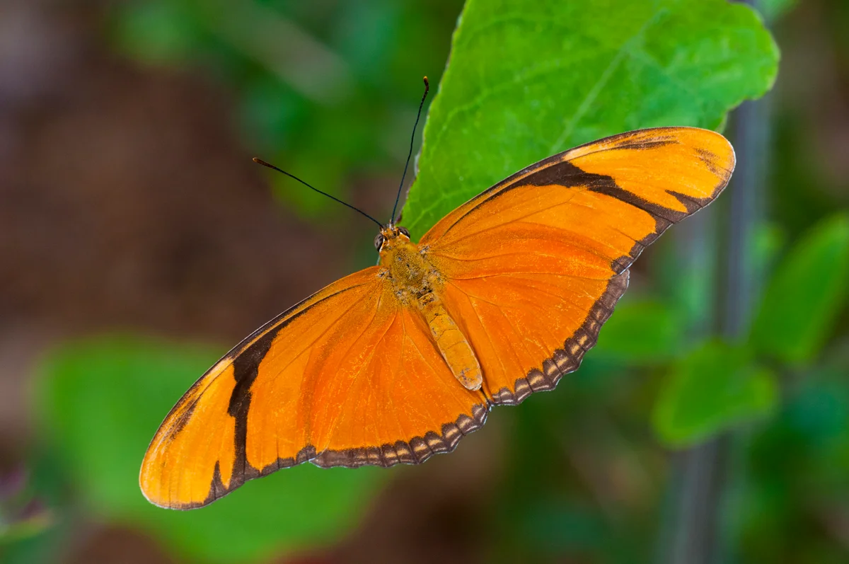 julia longwing butterfly