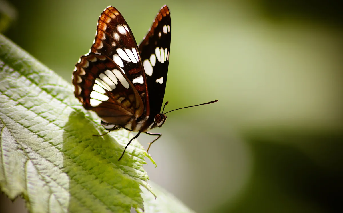 lorquin's admiral butterfly