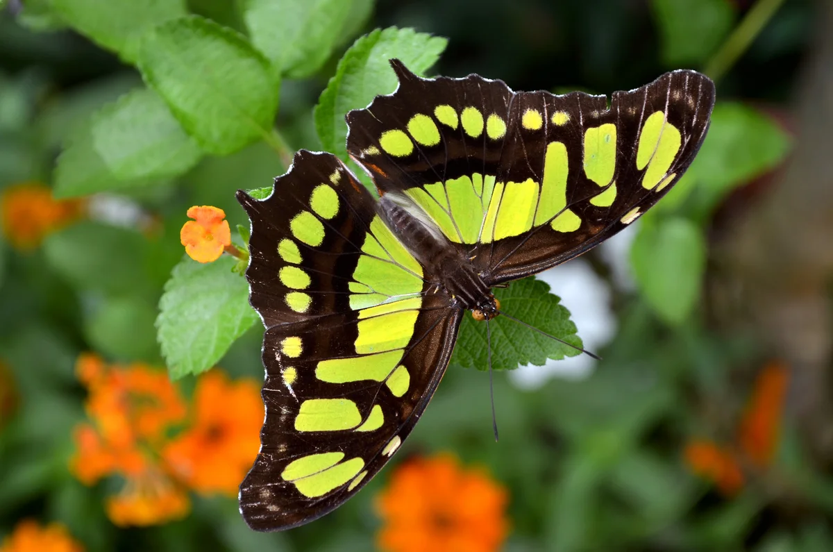 Malachite butterfly