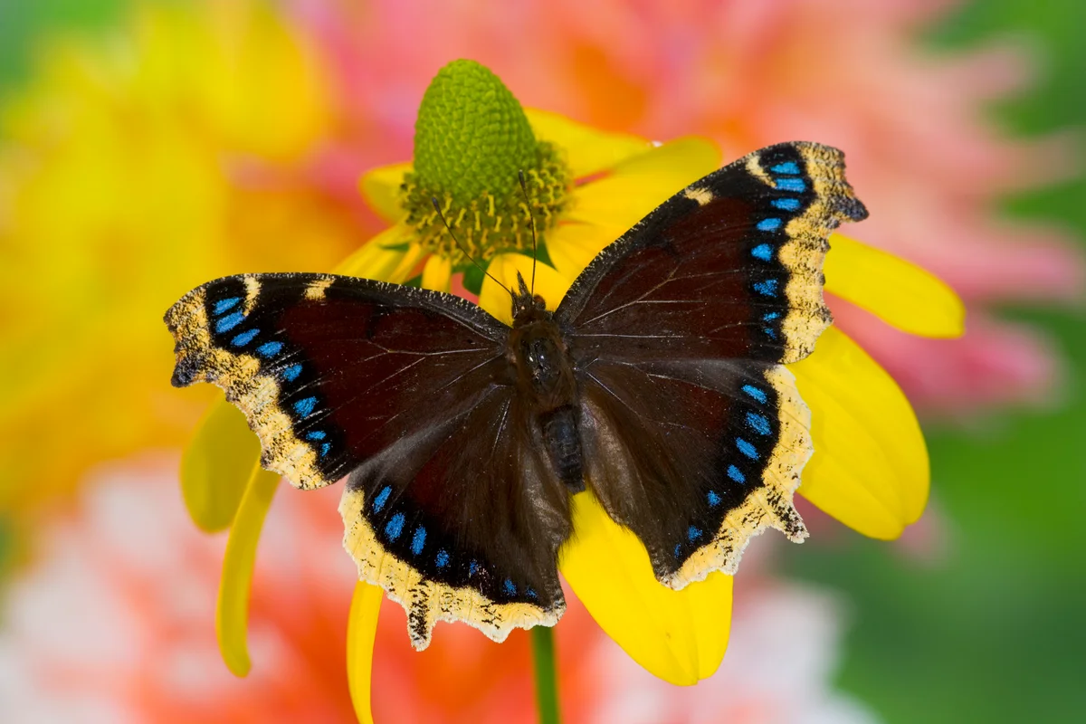 mourning cloak butterfly