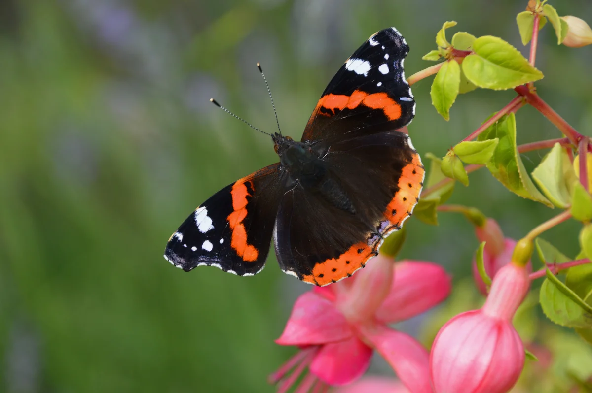 red admiral butterfly