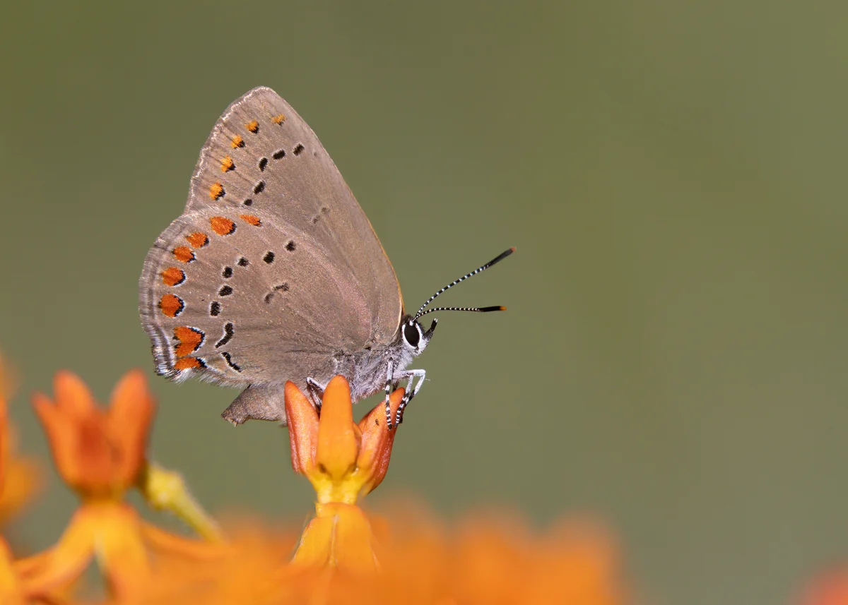 coral hairstreak butterfly