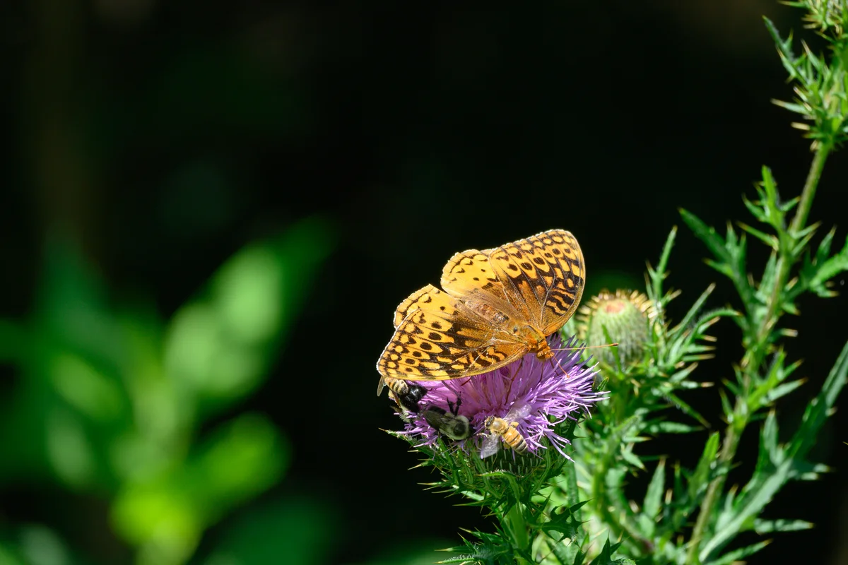 great spangled fritillary