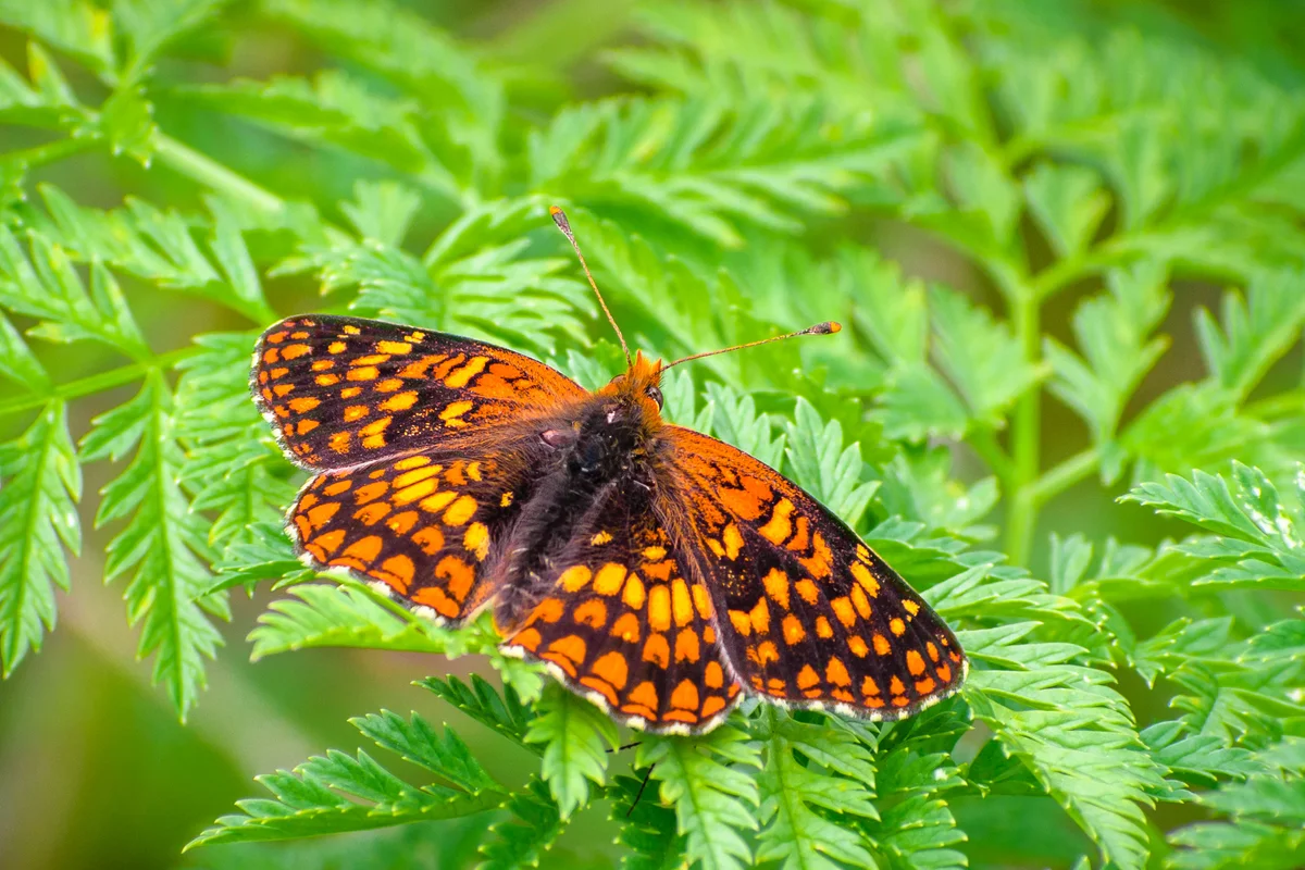 northern checkerspot butterfly