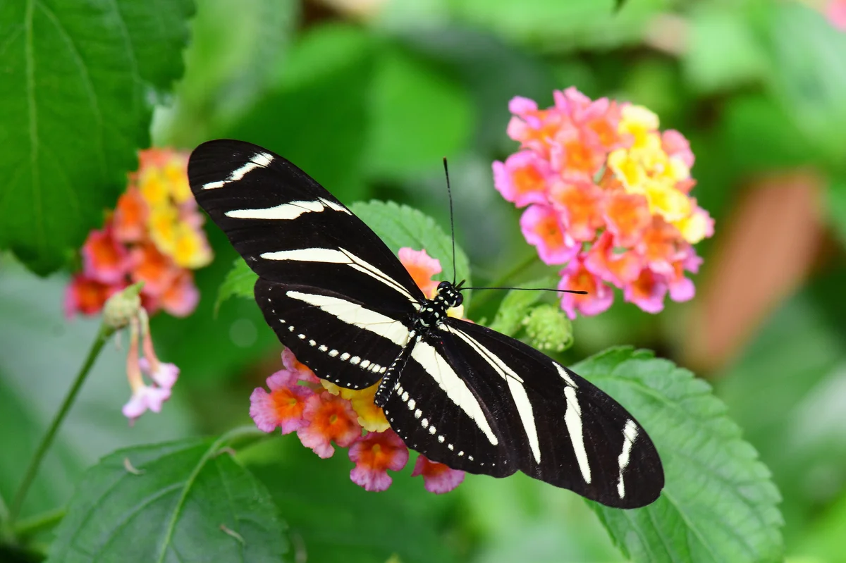 Zebra longwing butterfly