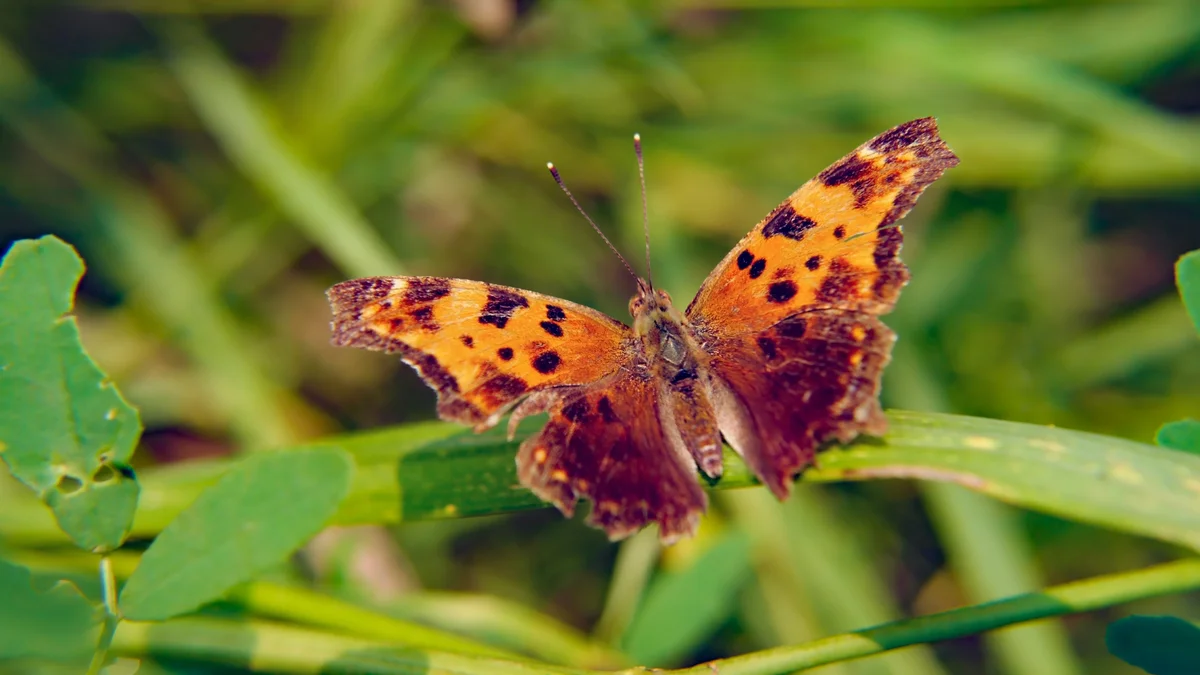 Eastern comma butterfly