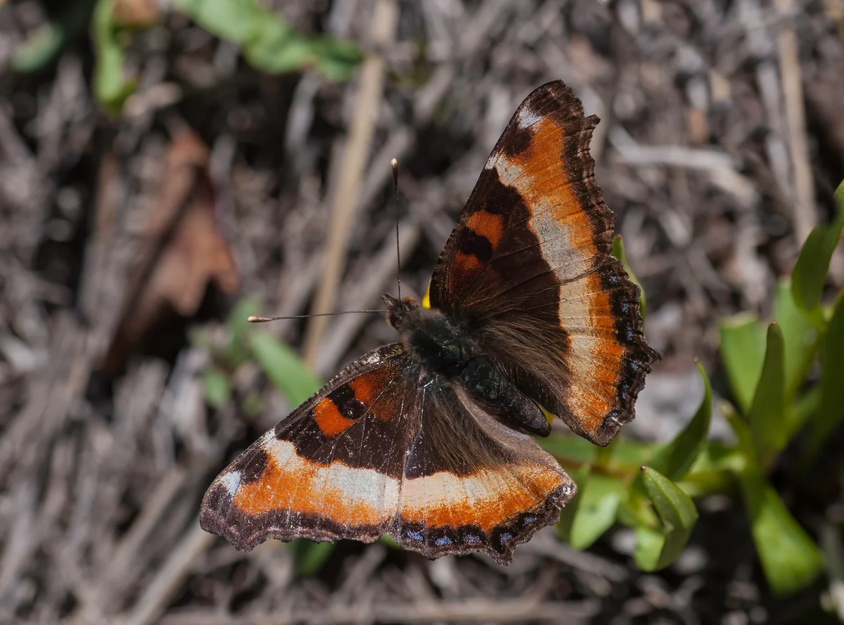 Milbert's tortoiseshell butterfly