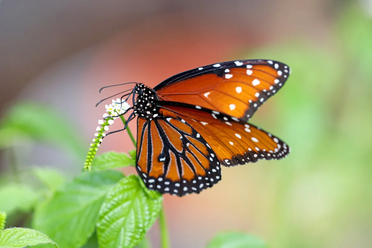 queen butterfly