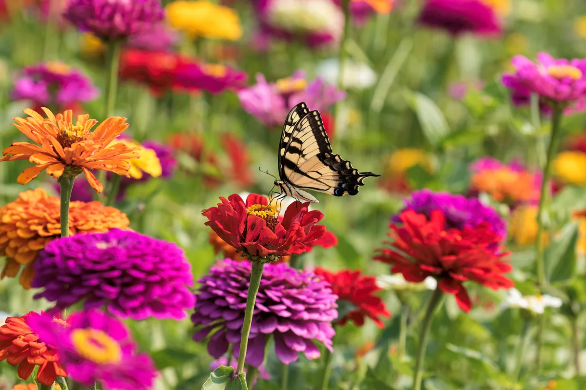 swallowtail on zinnias