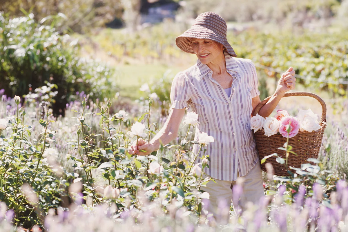 Senior woman picking roses in garden