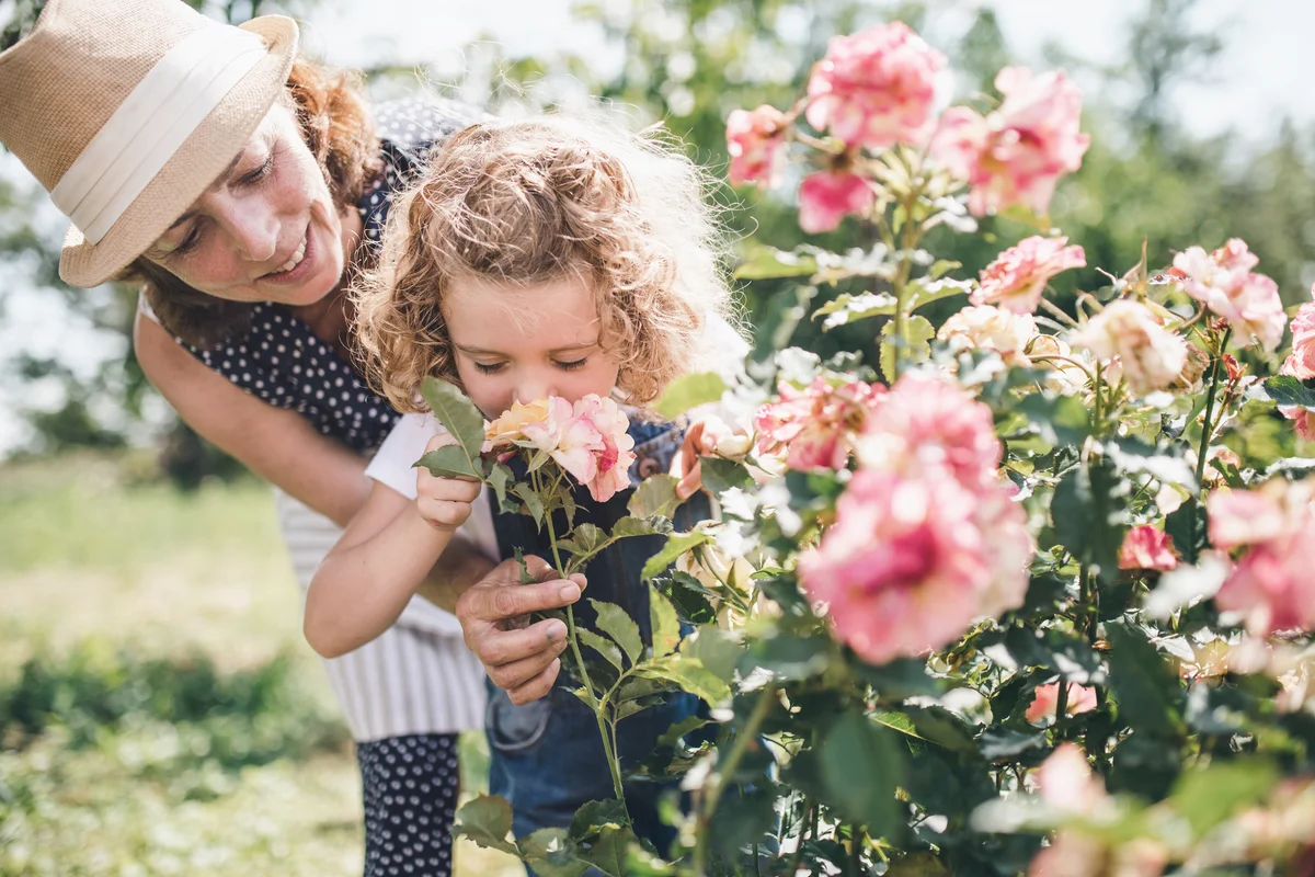 Small girl with grandmother smelling roses in the garden