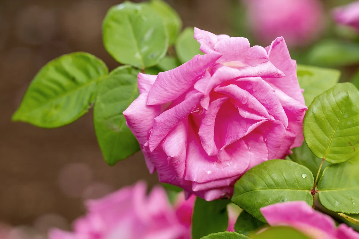 Rose Zephirine Drouhin flower