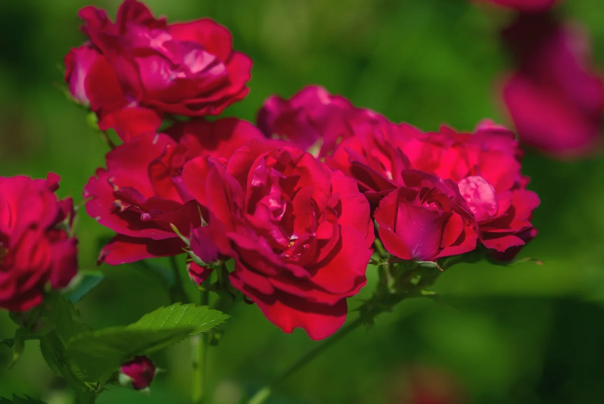 Crimson red bushy roses in bloom