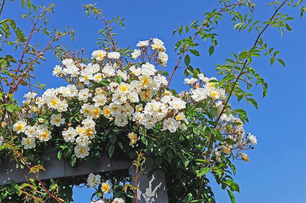 White rose bush