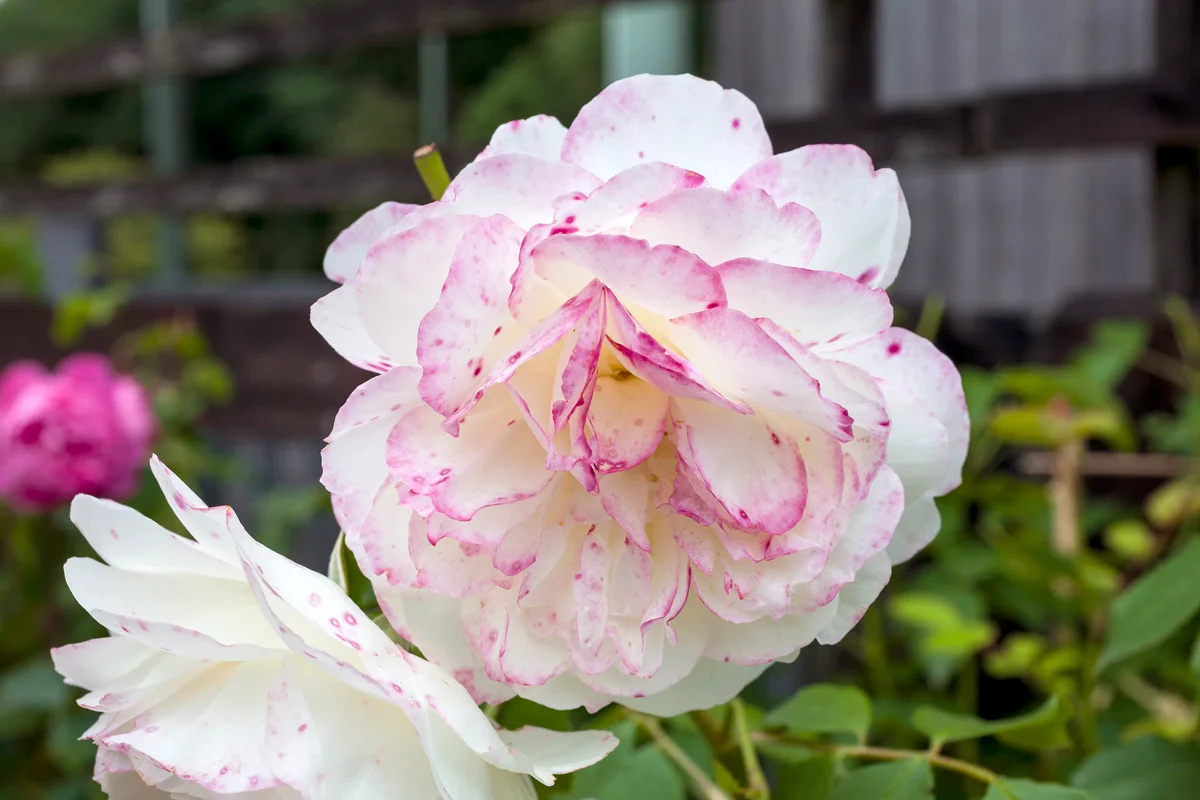 Rose Litchfield Angel