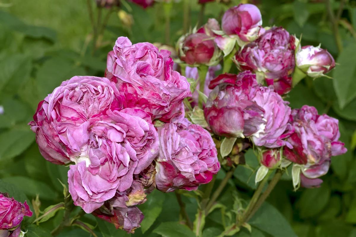 Reine des violettes Rose