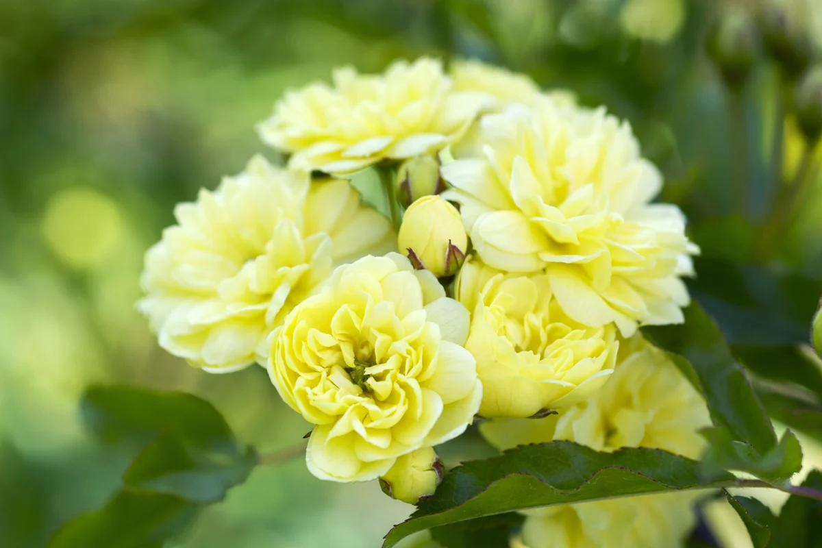 Rosa Banksiae Lutea