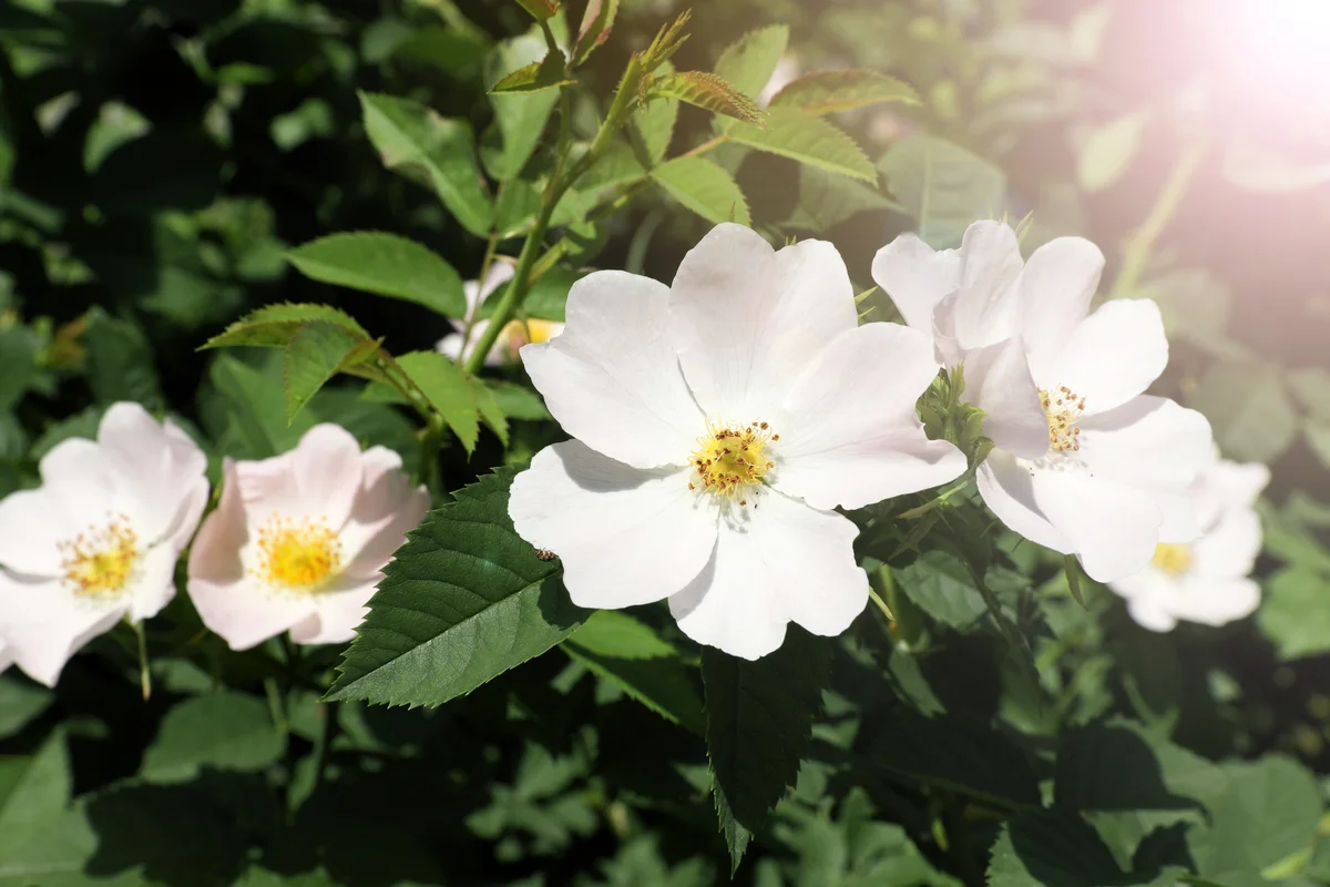 Beautiful blooming rose
