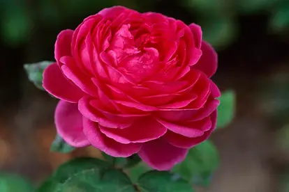 Rosa Hippolyte Jamain