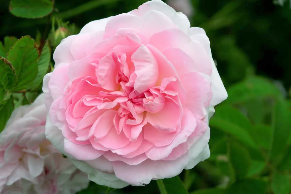 Rosa Alba Chloris