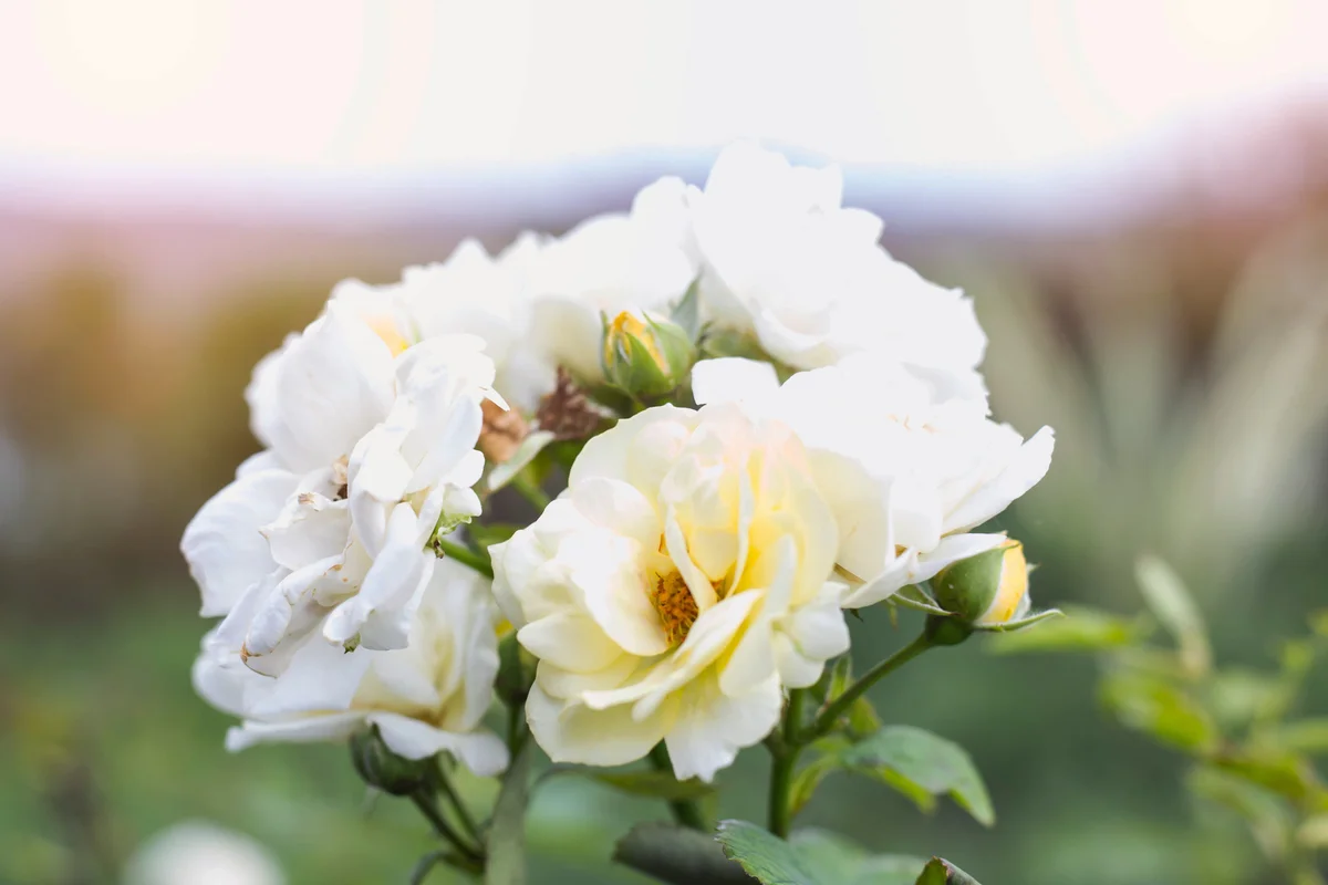 Nevada Rose Bush