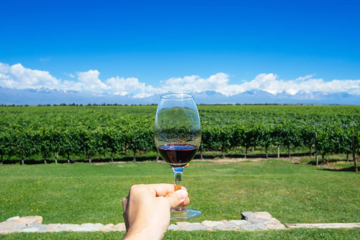 malbec wine and vineyard