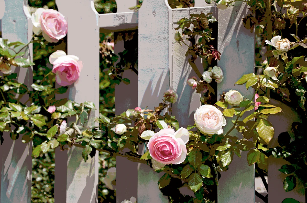 Garden Roses