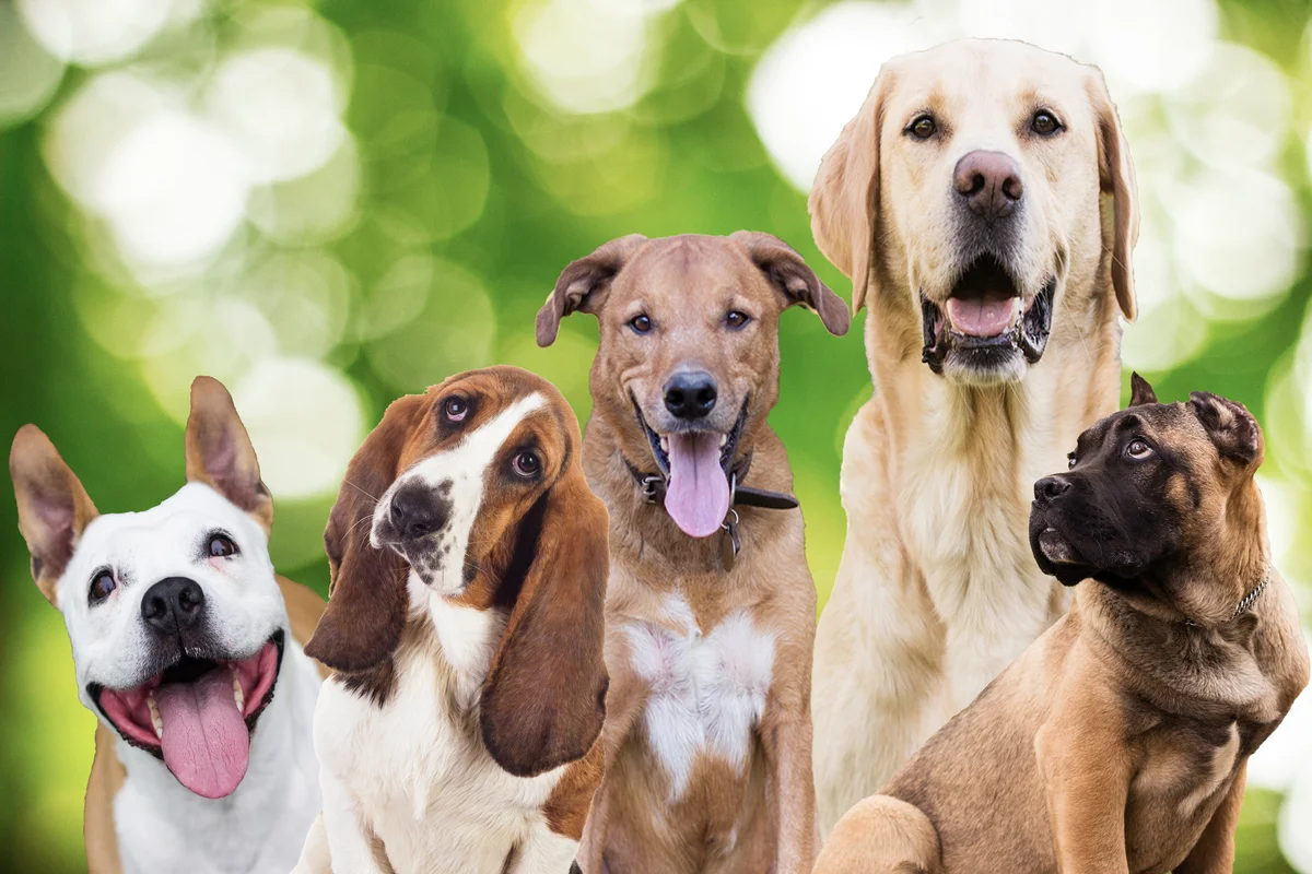 group of dogs outside