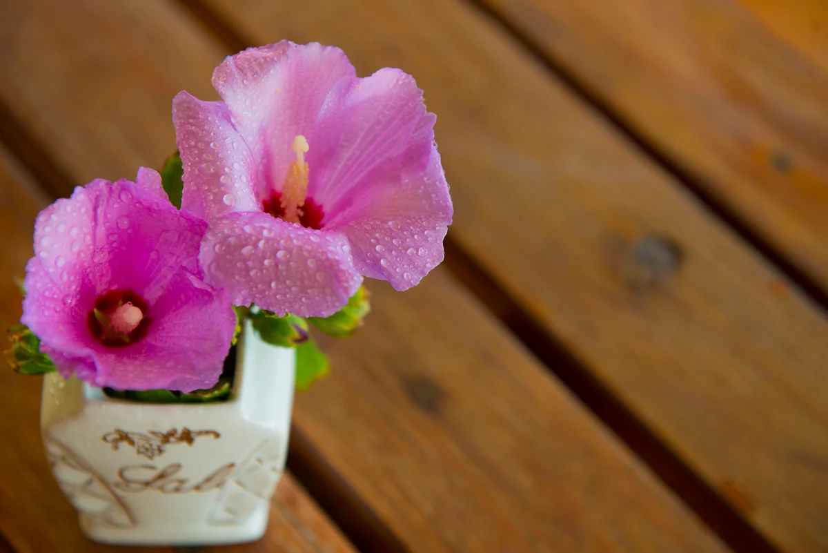 hibiscus flowers