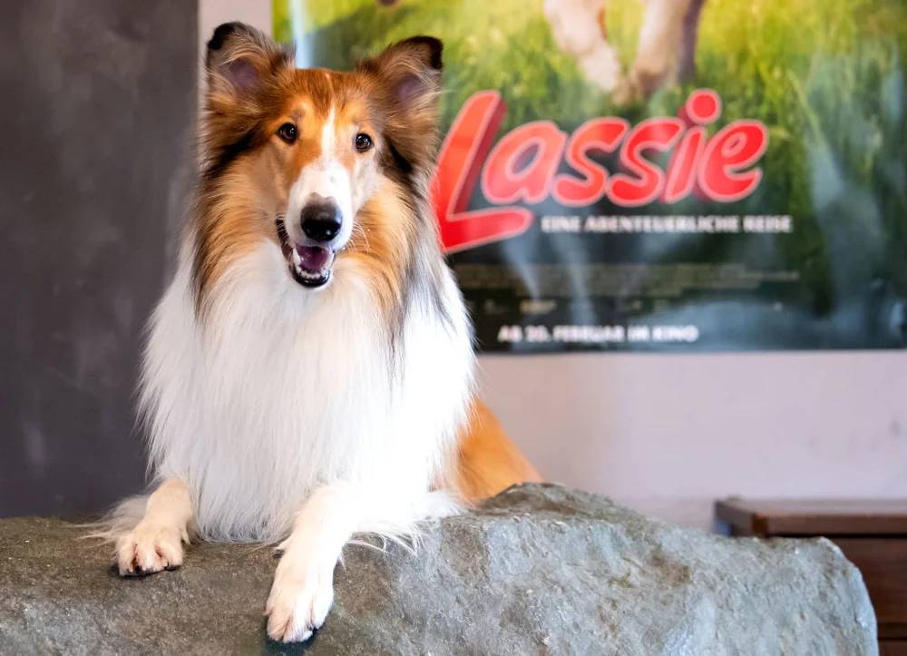 29 January 2020, Bavaria, Wang: Film dog Bandit recorded at the Film Animal Ranch. Bandit plays in the movie "Lassie - an adventurous journey" Lassie.
